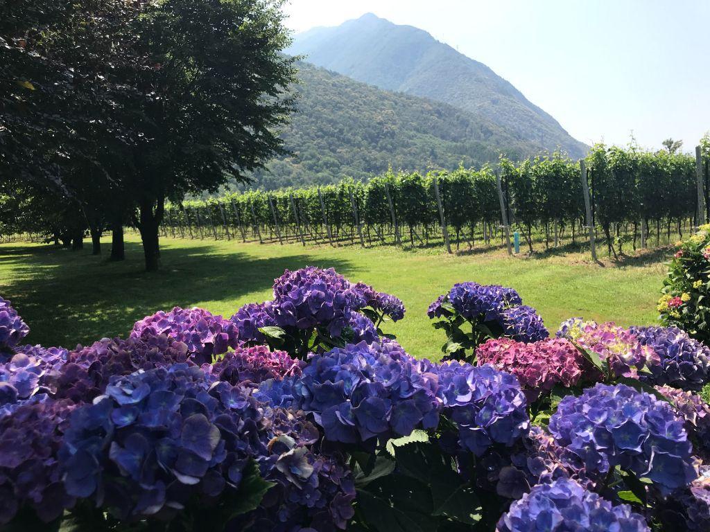 Image 2 - Wine Tasting - Il Cavaliere Winery