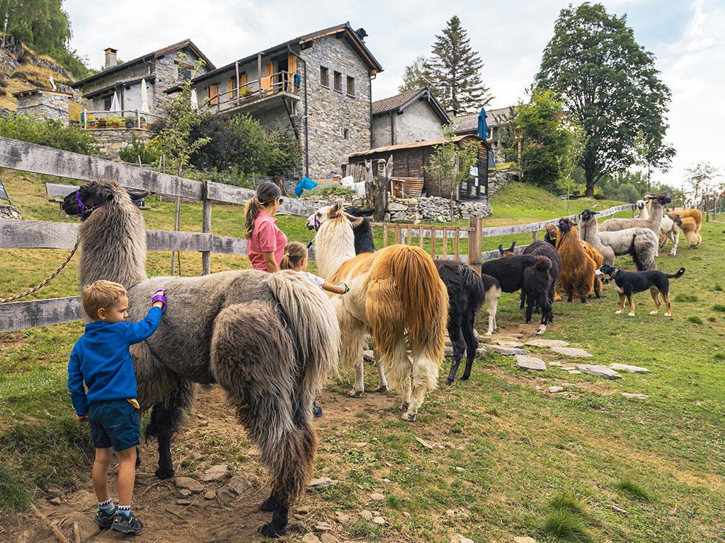 Image 2 - Lamatrekking Ticino