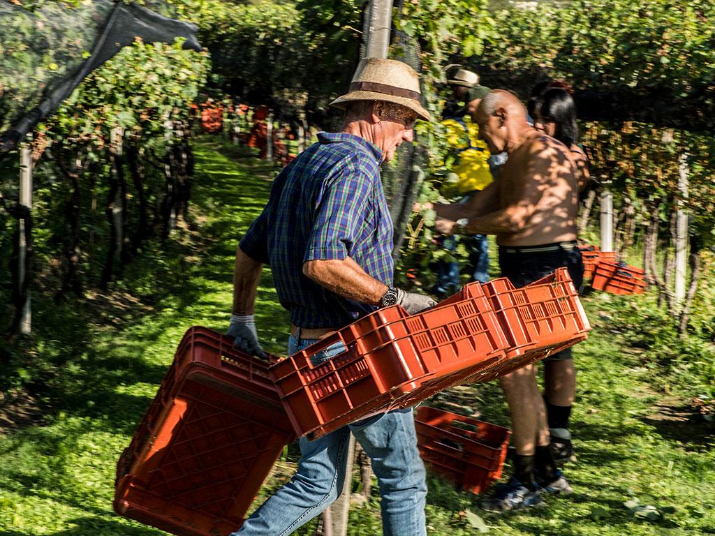 Image 3 - Vendemmia nella regione Mendrisiotto e Basso Ceresio