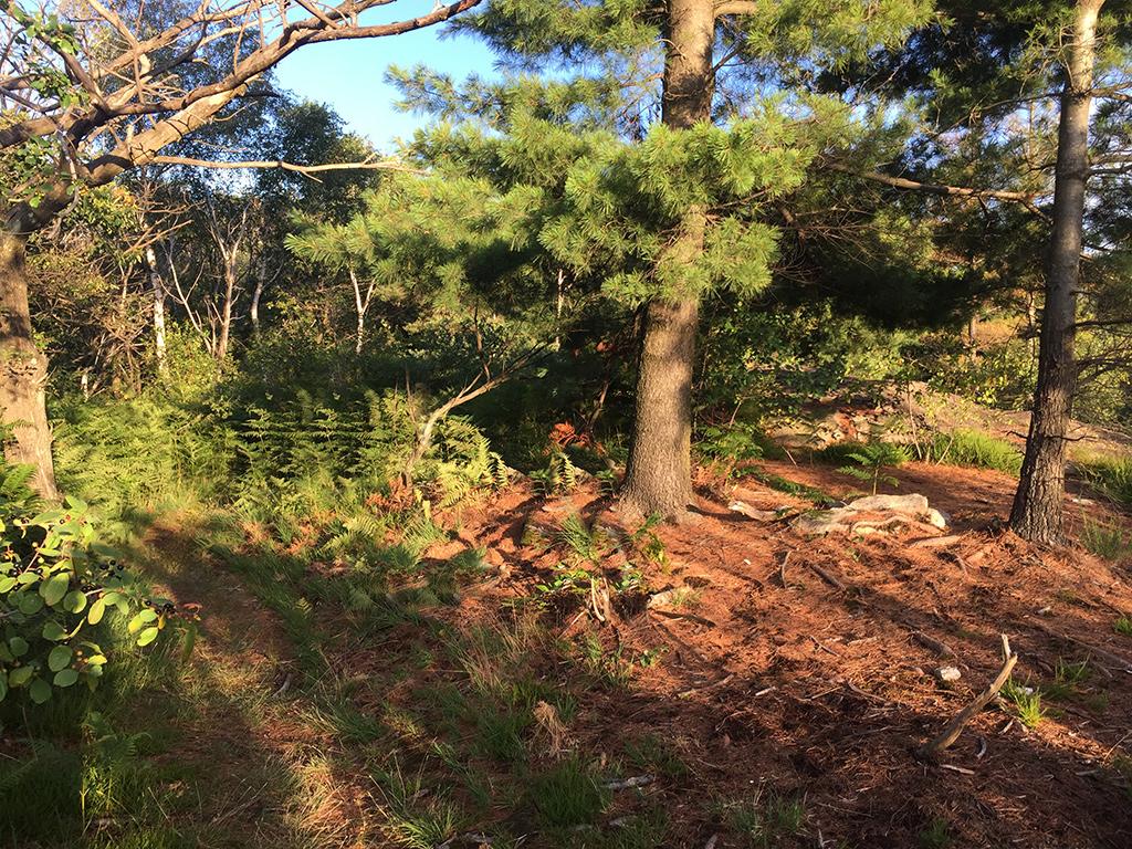 Image 3 - Discover the Maia Woodland