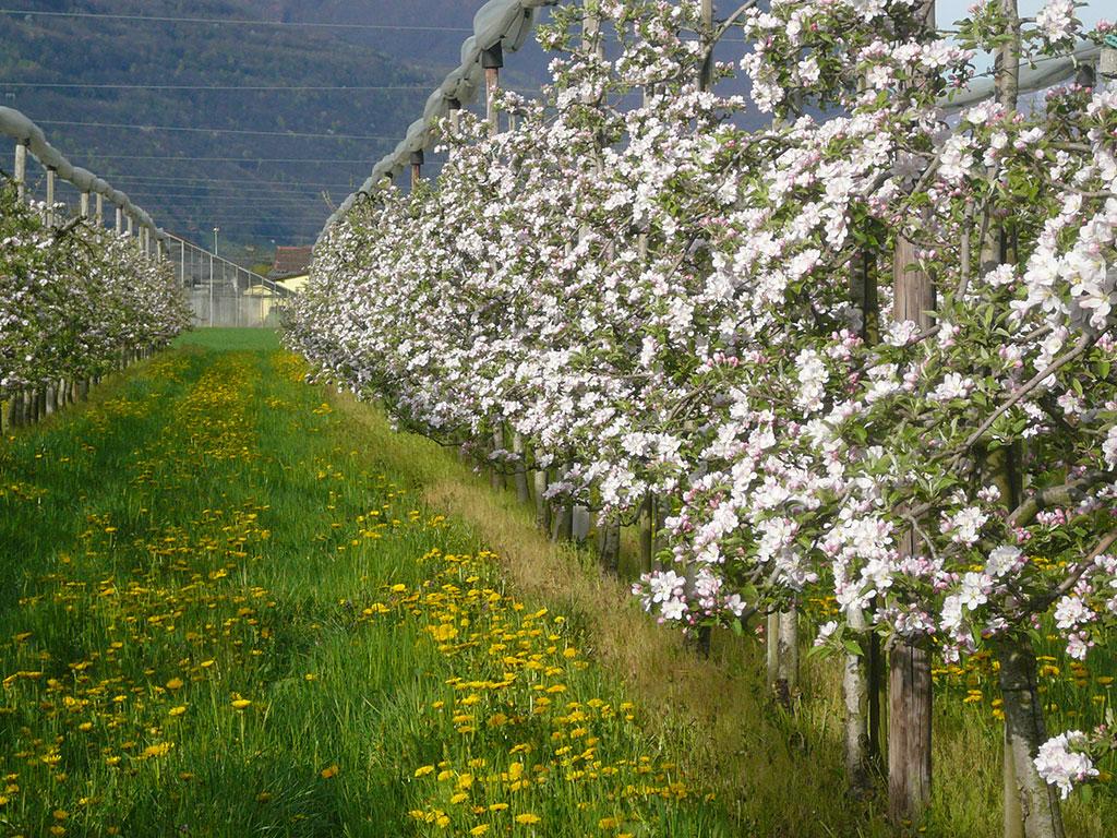 Image 2 - Azienda Frutticola Bassi