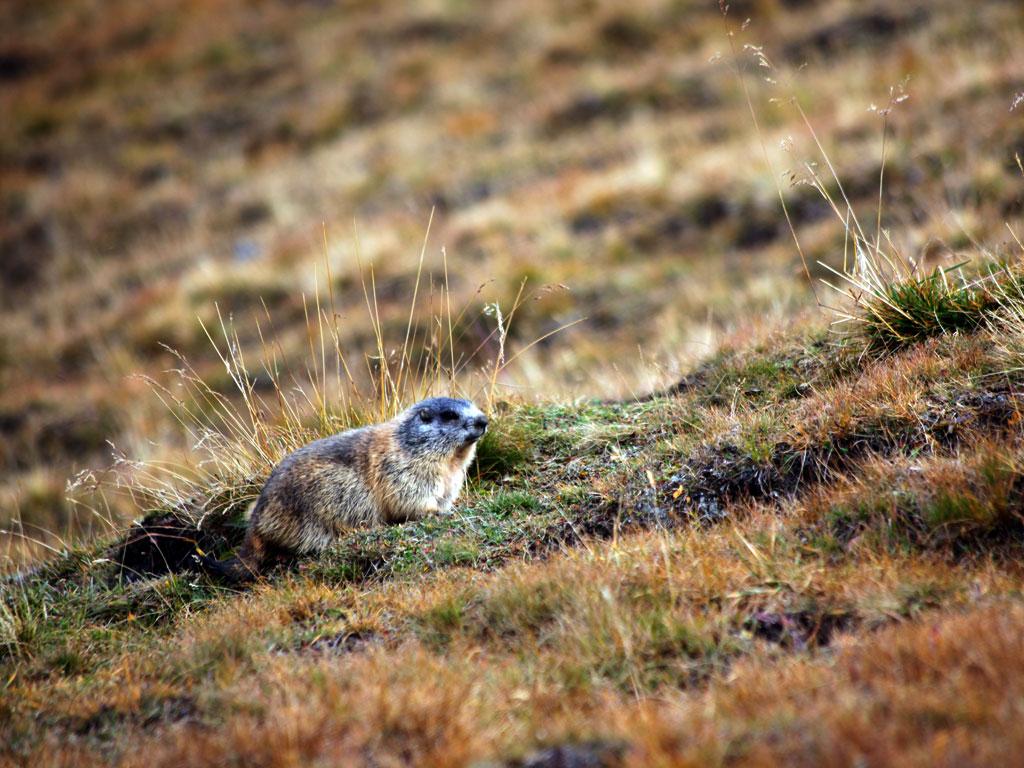 Image 4 - Naturetum - Centro Pro Natura Lucomagno