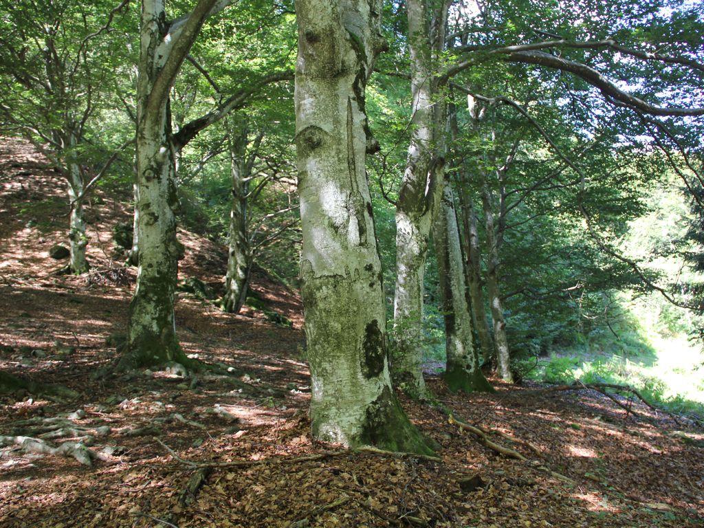 Image 0 - Riserva forestale di Palagnedra