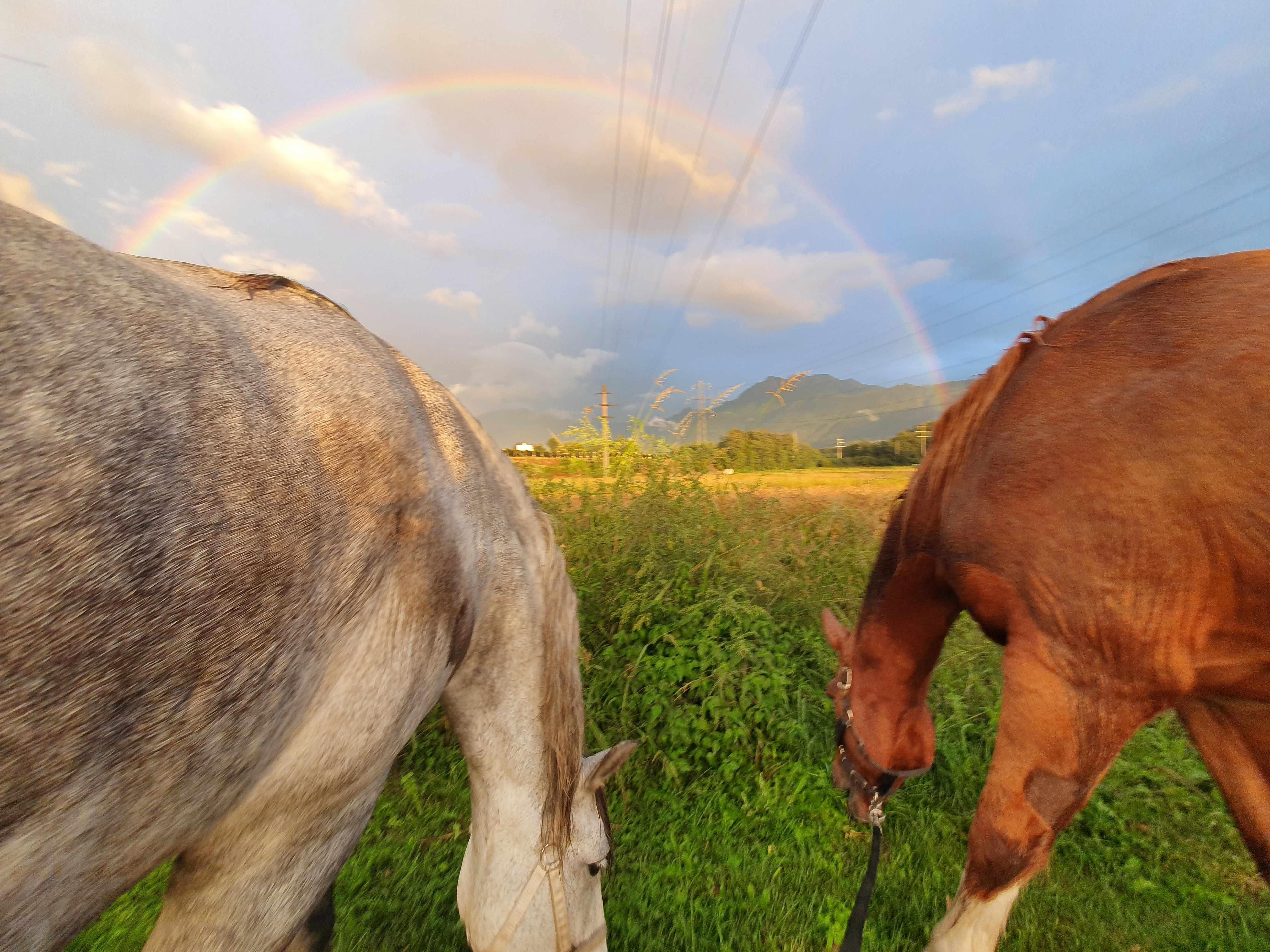Image 3 - Aktiviäten mit Pferden im Piano di Magadino