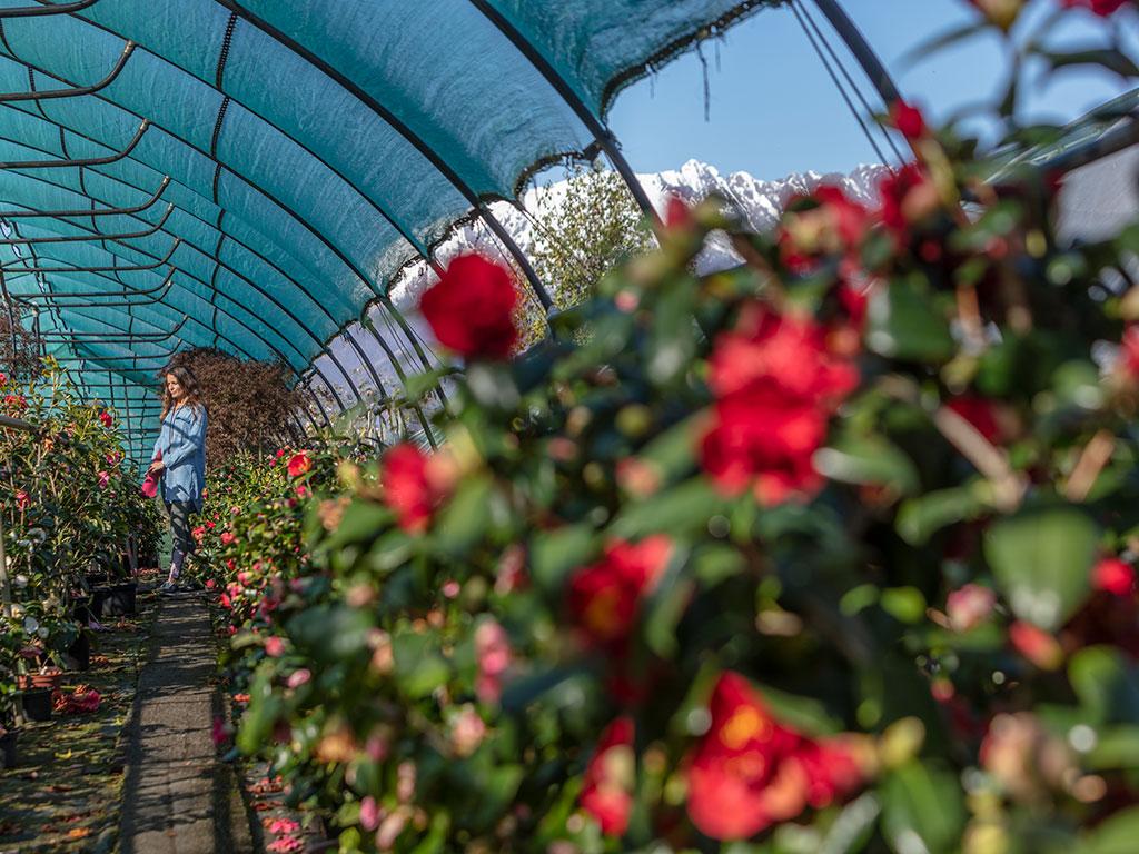 Image 5 - Botanical garden of Gambarogno