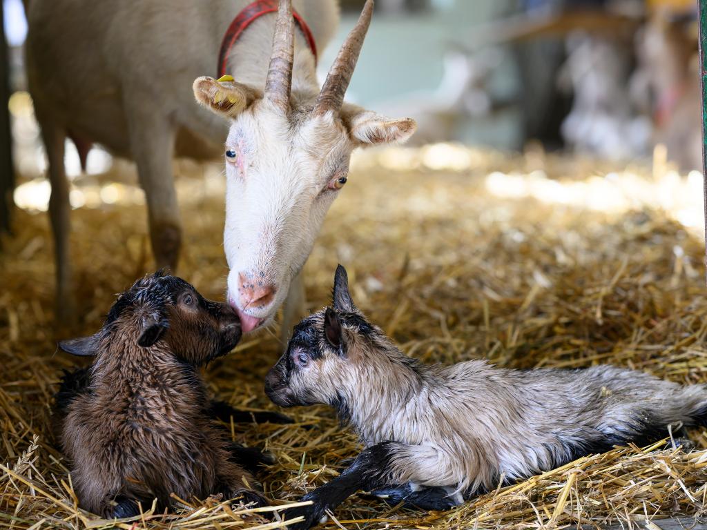 Image 3 - Agriesperienza - La Colombera