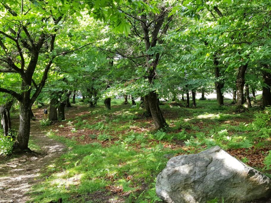 Image 0 - Excursion with Forest Bathing; 