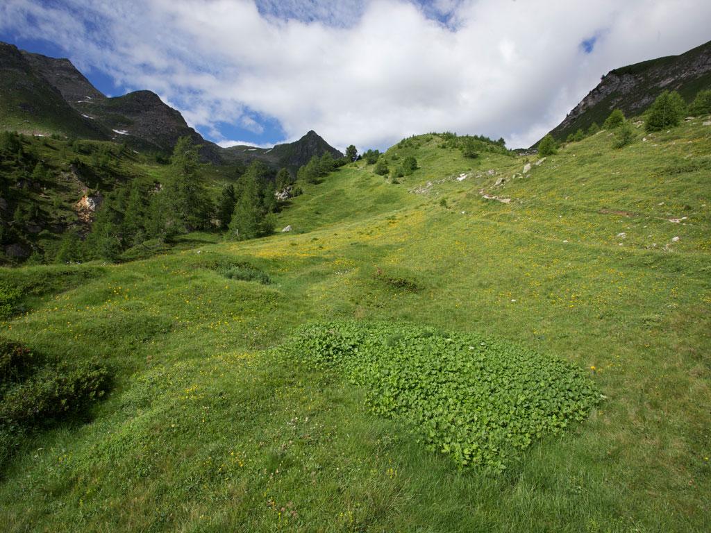 Image 1 - Naturetum - Centro Pro Natura Lucomagno