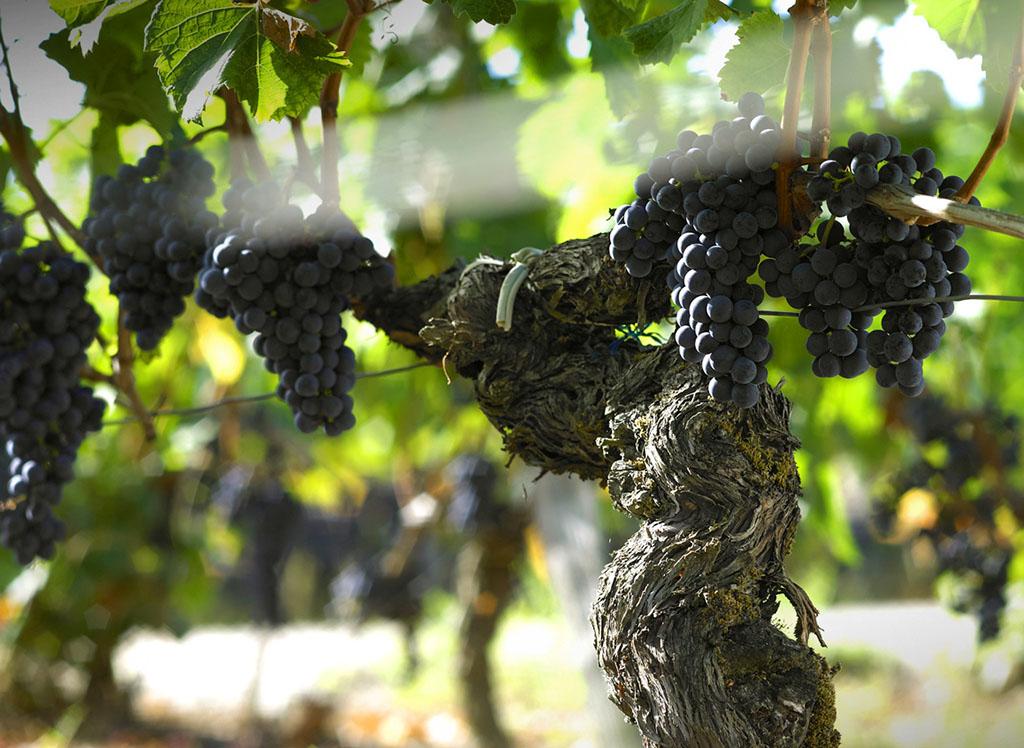 Image 0 - Fawino Sagl