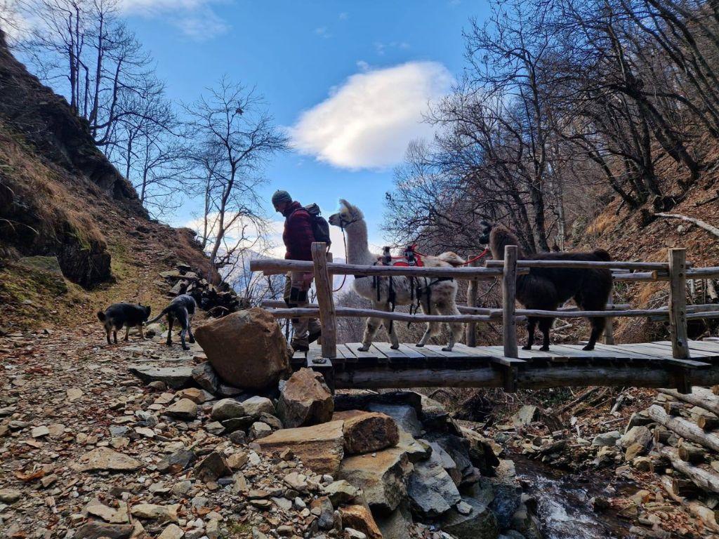 Image 4 - Lama Trekking Gambarogno