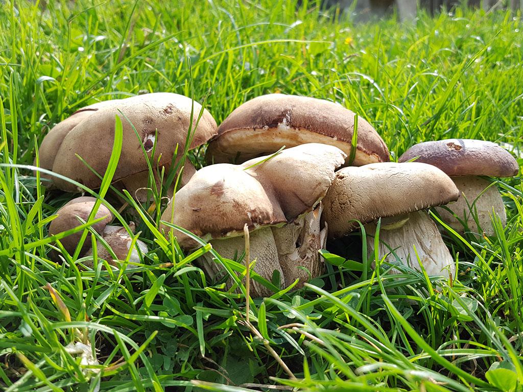 Image 23 - Capanna Alpe Bolla