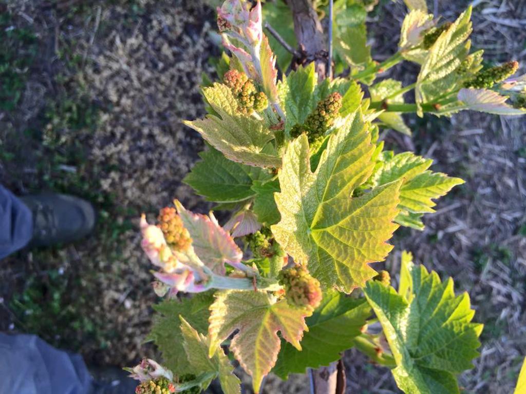 Image 4 - Tenuta Vitivinicola Trapletti SA