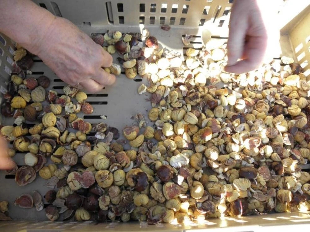 Image 0 - Il carico della grà - Castagne Image 0 -