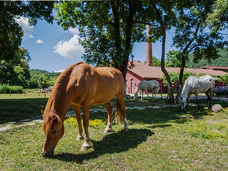 Image 1 - Pet Therapy