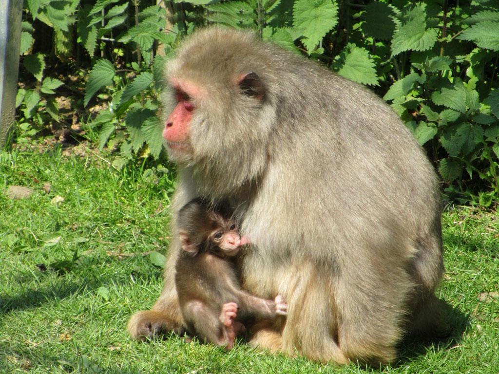 Image 4 - Zoo Al Maglio