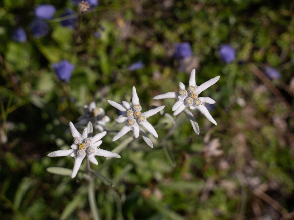 Image 2 - Lukmanier nature trails