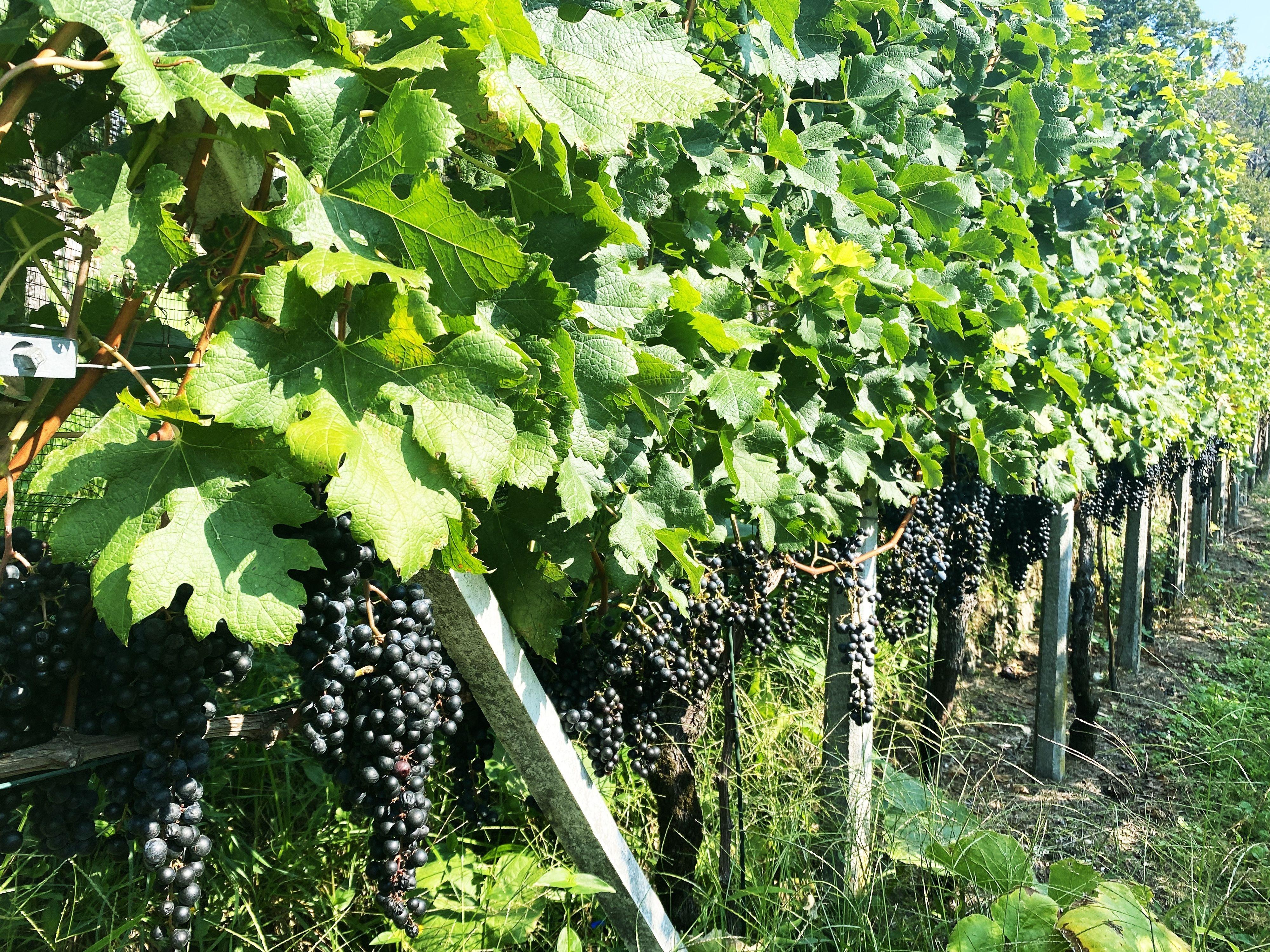 Image 12 - Wine cellar Mondò