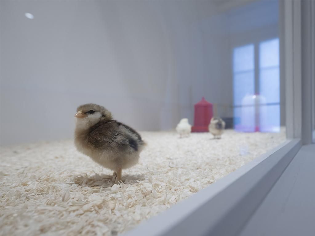 Image 3 - Museo della civiltà contadina di Stabio