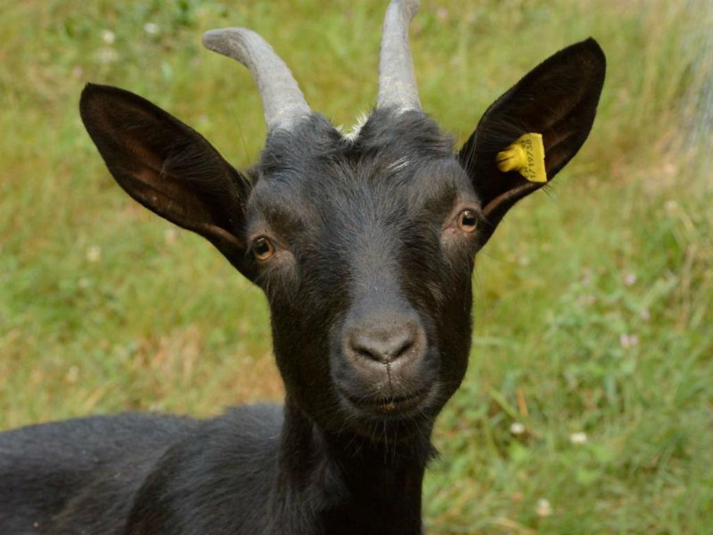 Image 0 - Azienda Capra Contenta