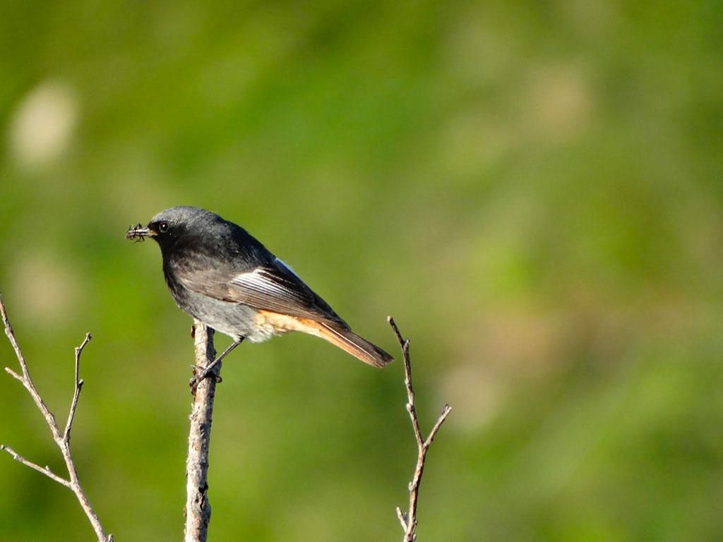 Image 21 - Capanna Tamaro