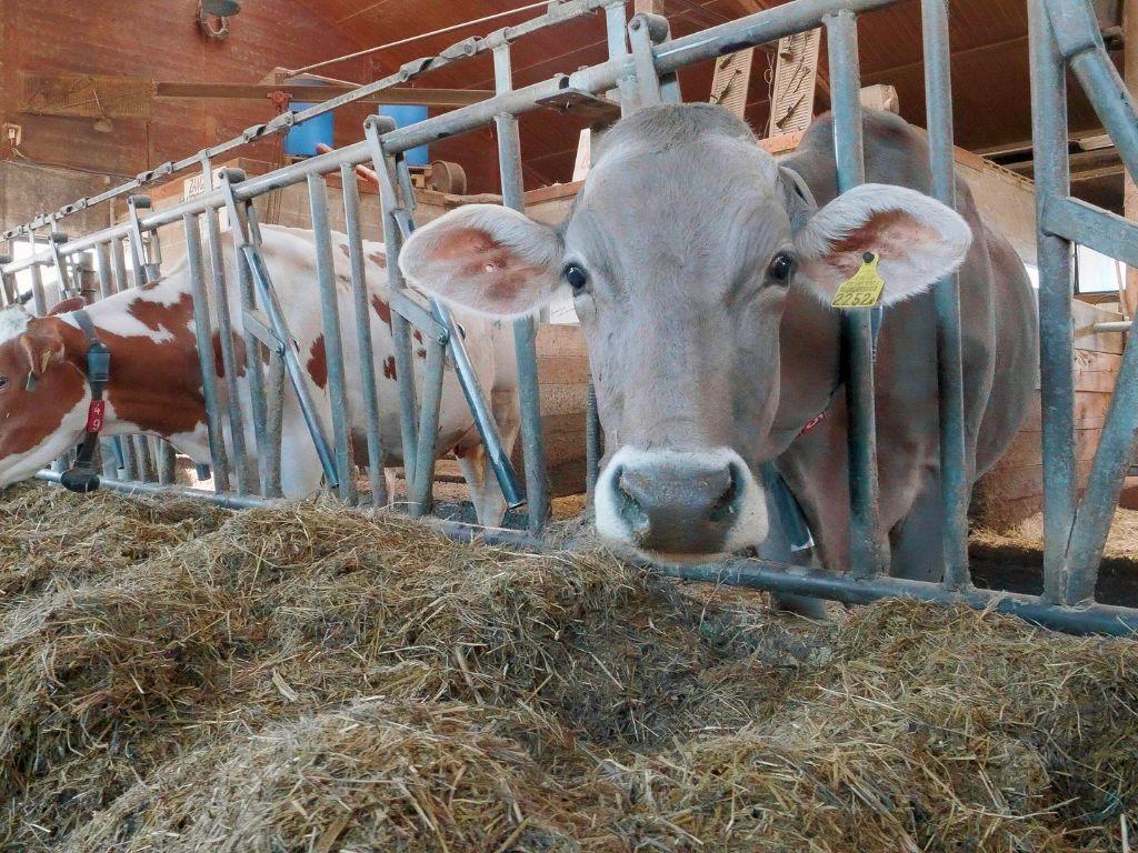 Image 2 - Azienda agricola Ponzio Top Ticino