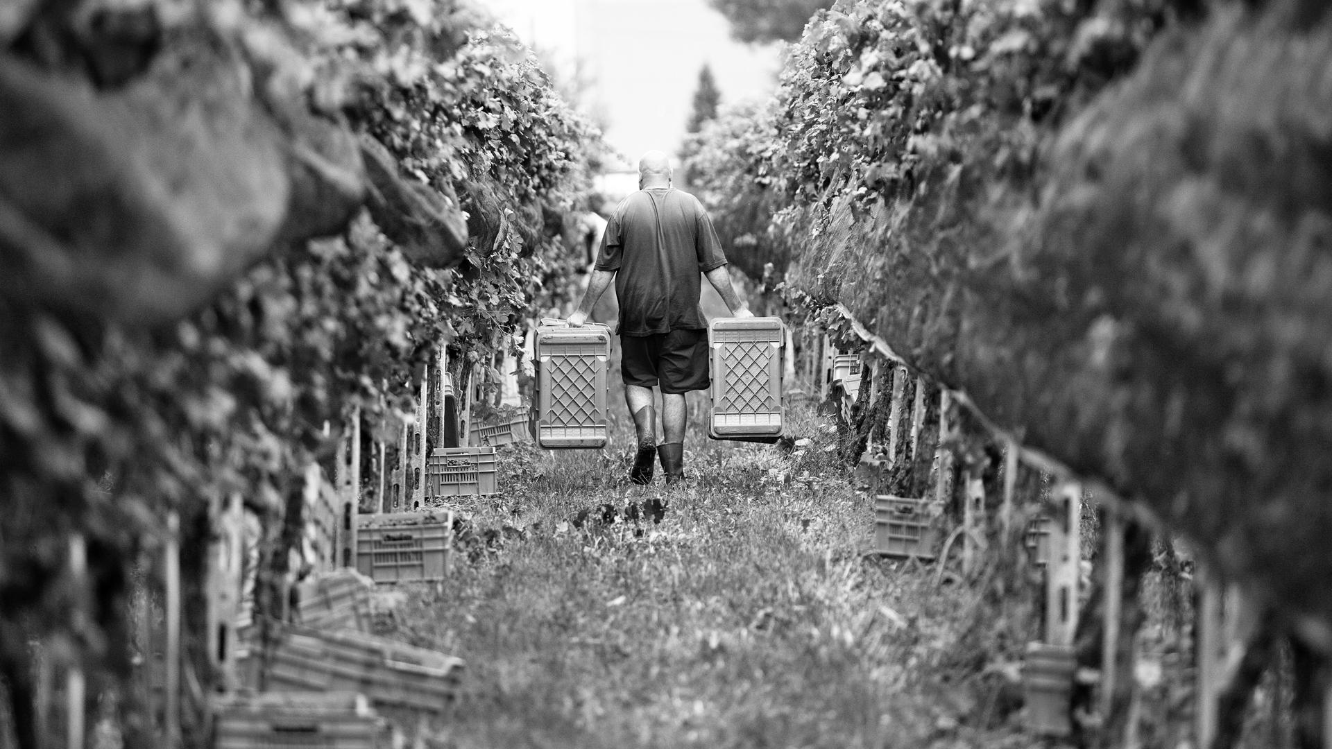 Image 5 - Cave vinicole il Cavaliere 