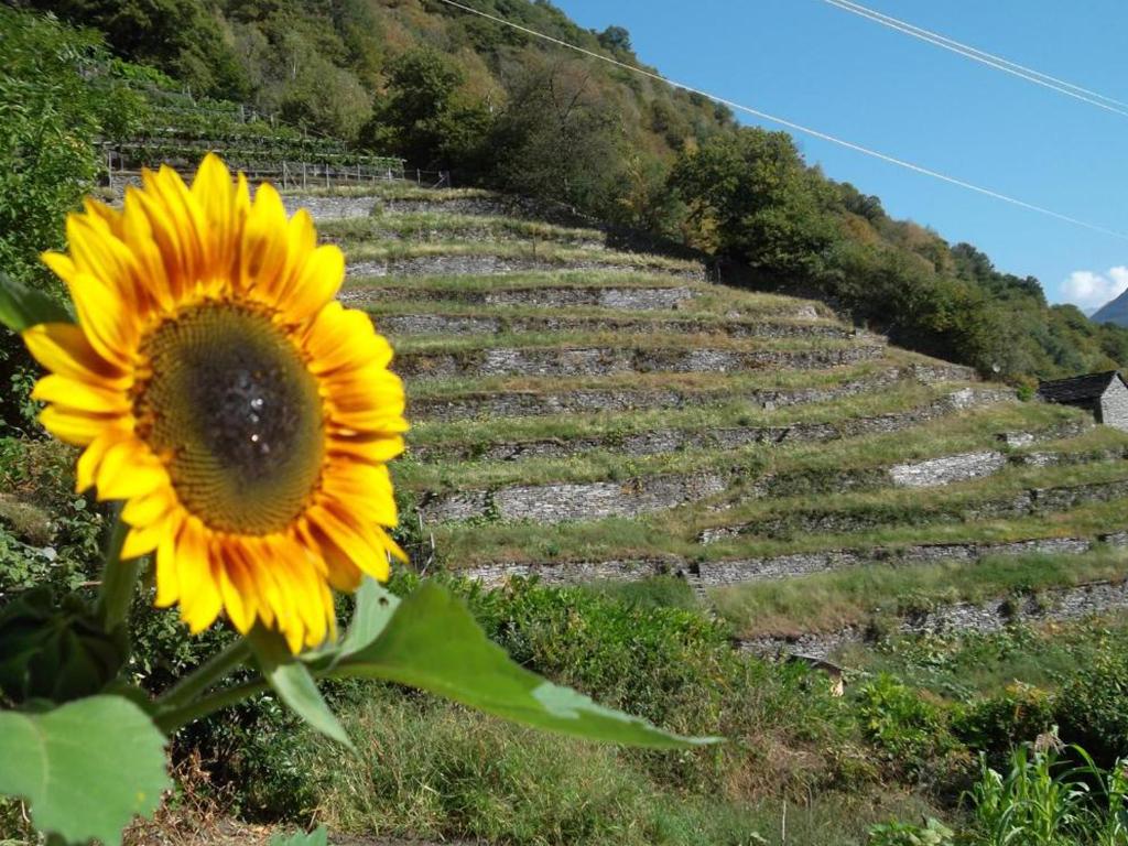 Image 2 - Guest House by Wild Camere private