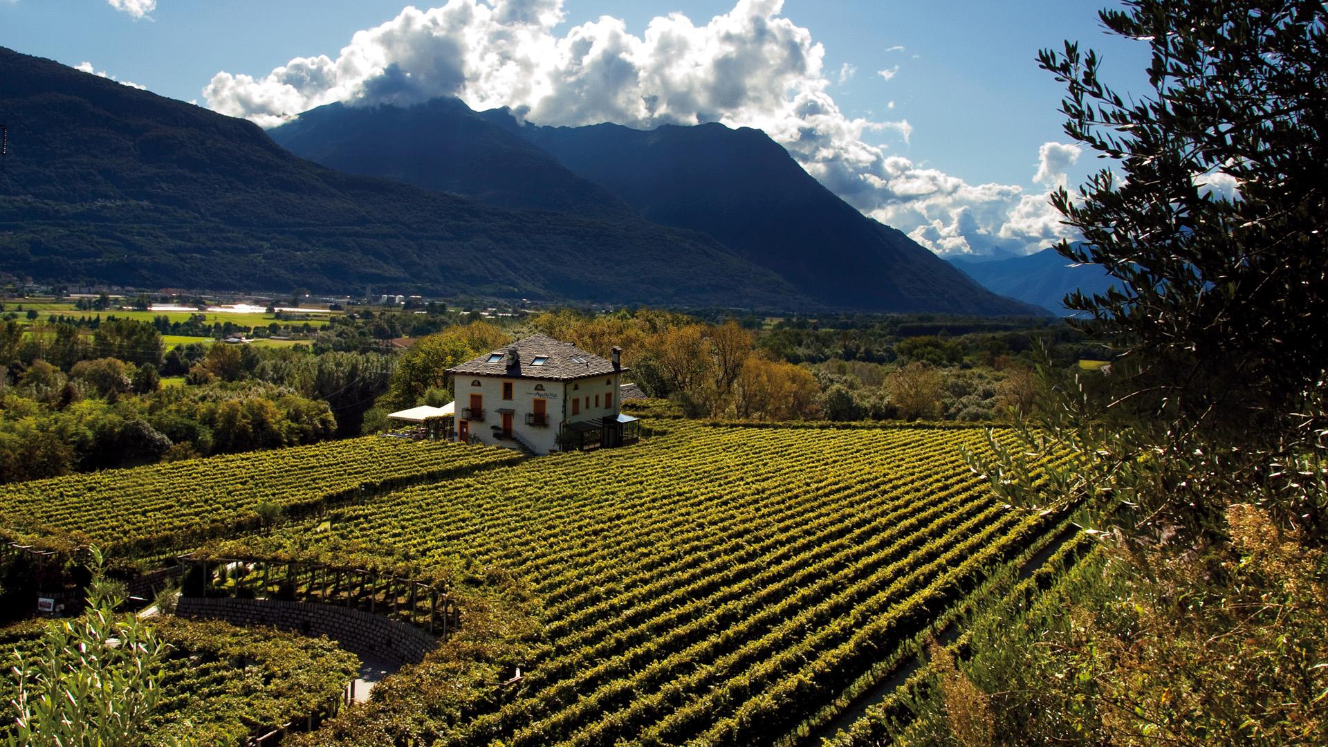 Image 4 - Vini & Distillati Angelo Delea SA