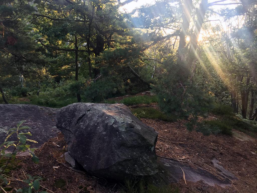 Image 8 - Discover the Maia Woodland