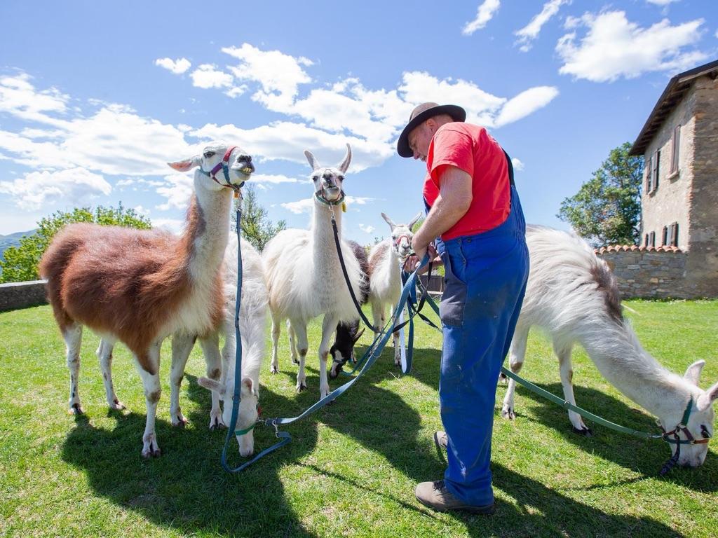 Image 1 - Lama Trekking