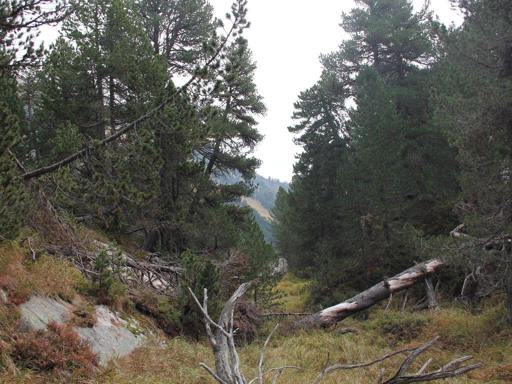 Image 3 - Réserve forestière Selvasecca