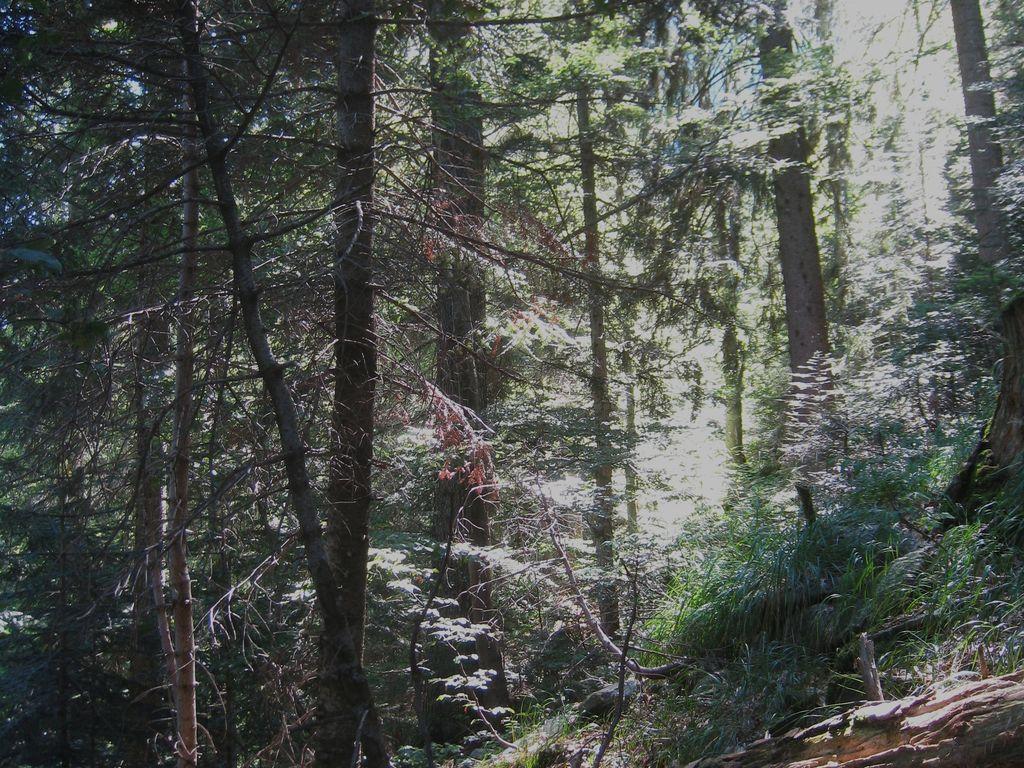 Image 1 - Waldreservat Arena