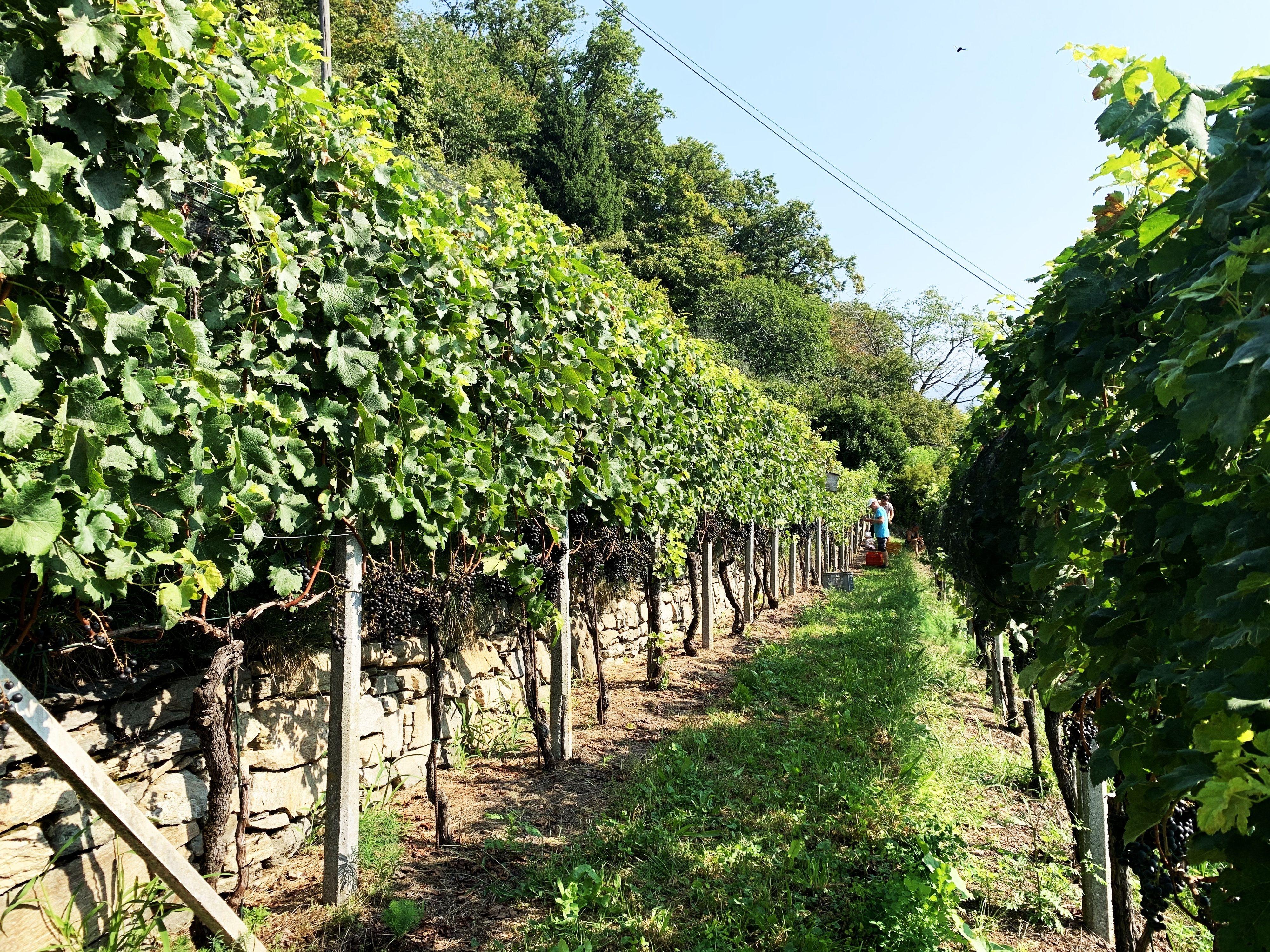 Image 2 - Wine cellar Mondò