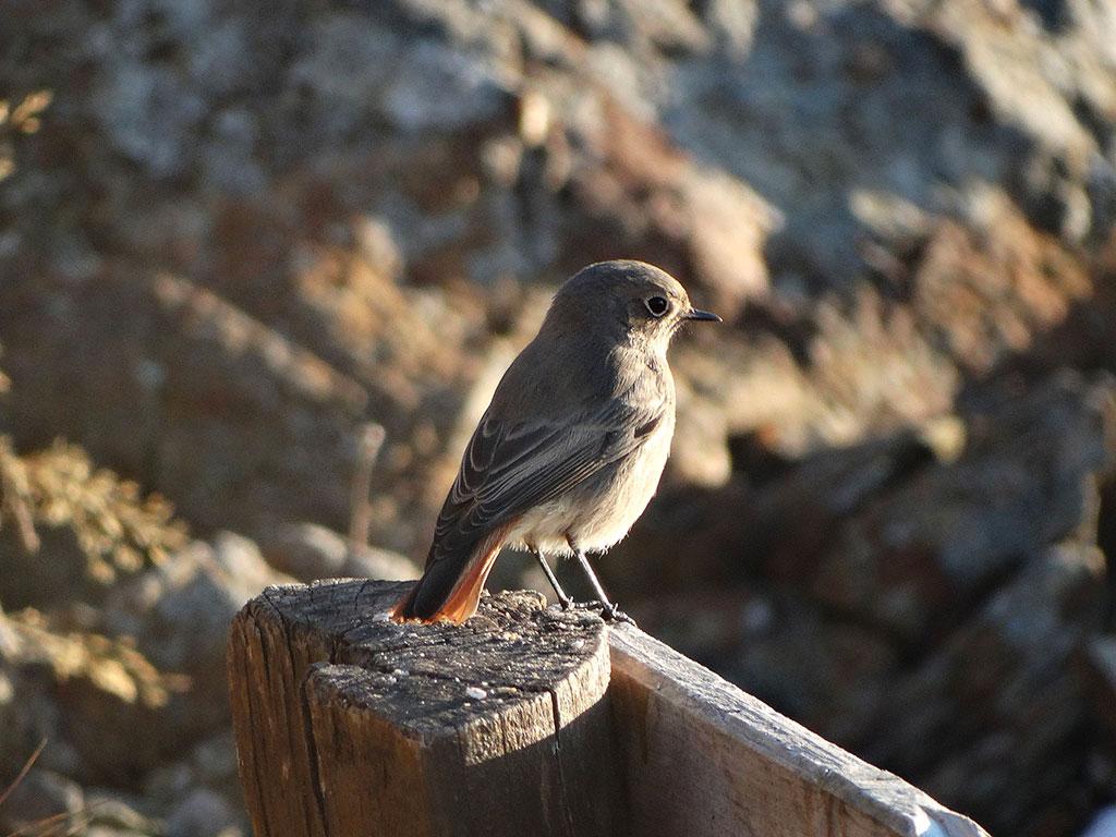 Image 10 - Capanna Tamaro