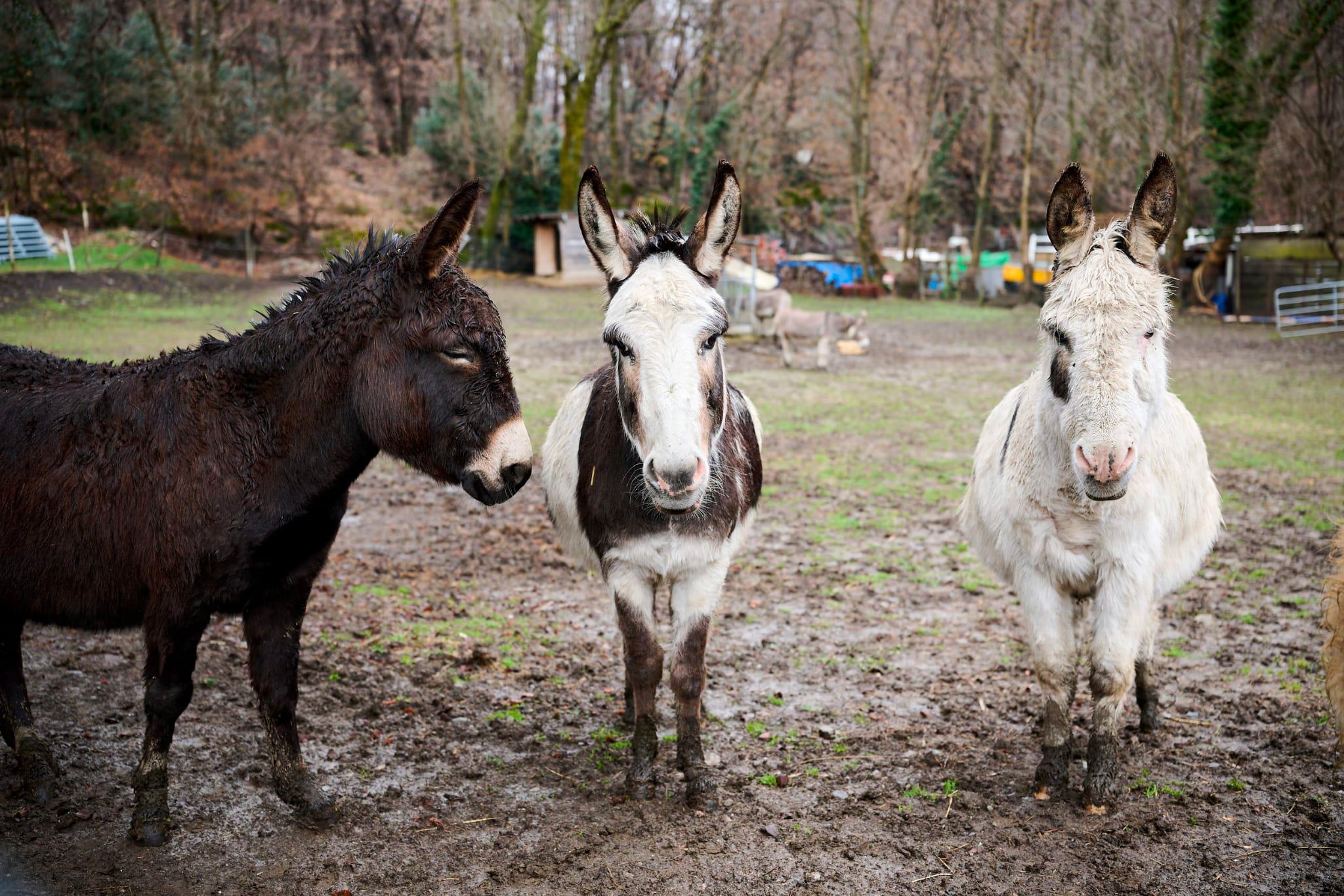 Carousel image 4