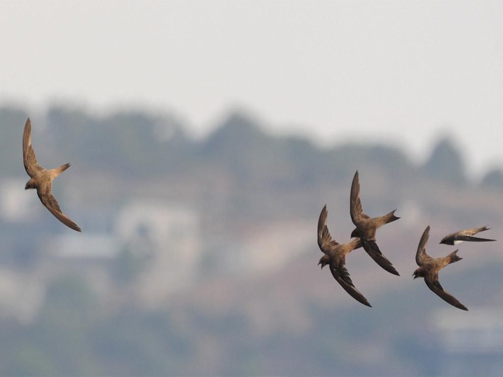 Image 0 - Sentier des martinets