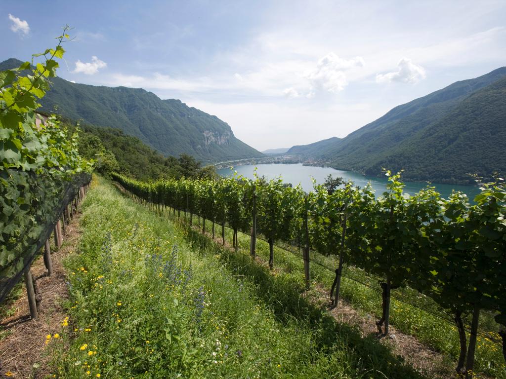 Image 4 - Vini Rovio Ronco SA