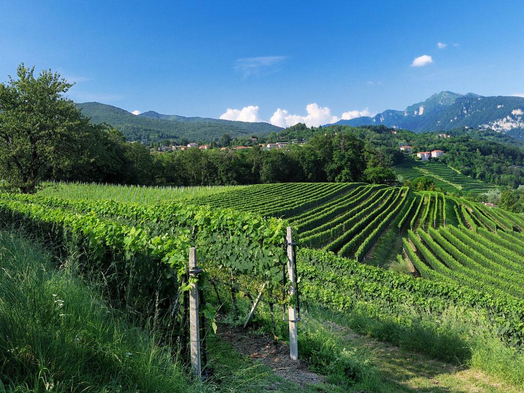 Image 2 - Itinerari tra i vigneti