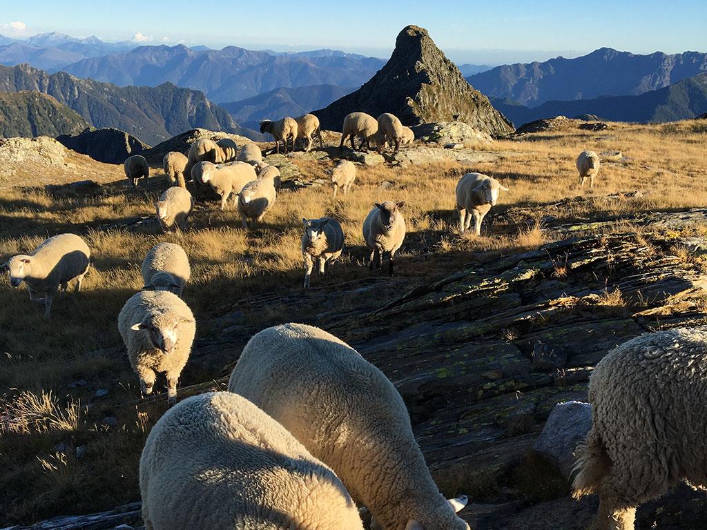 Image 3 - Azienda Mayor	