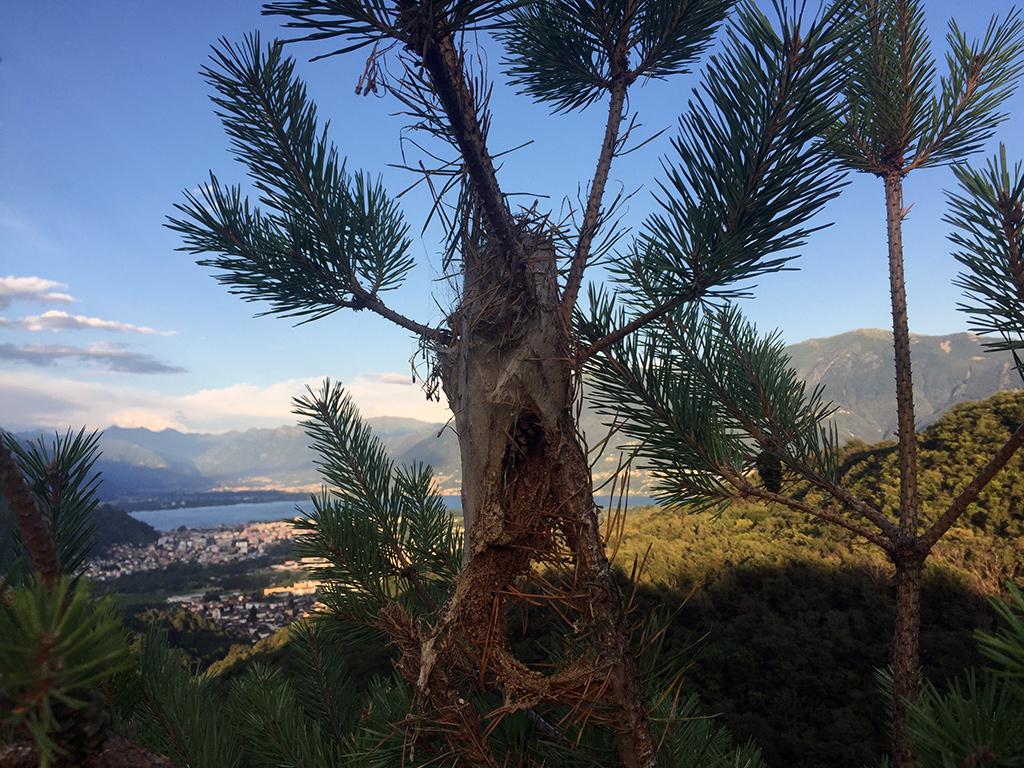 Image 9 - Discover the Maia Woodland