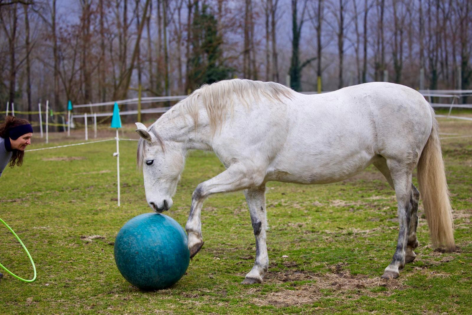 Image 0 - Group outdoor training: be inspired by the horse’s sensitive power