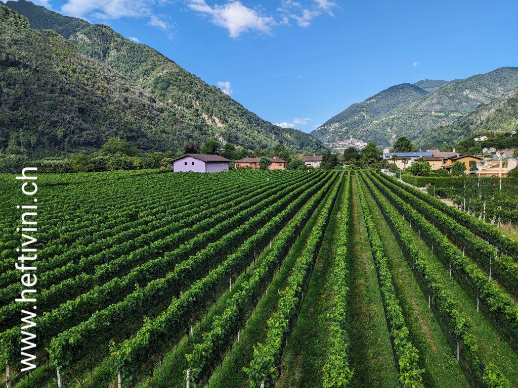 Image 1 - Cantina Hefti vini