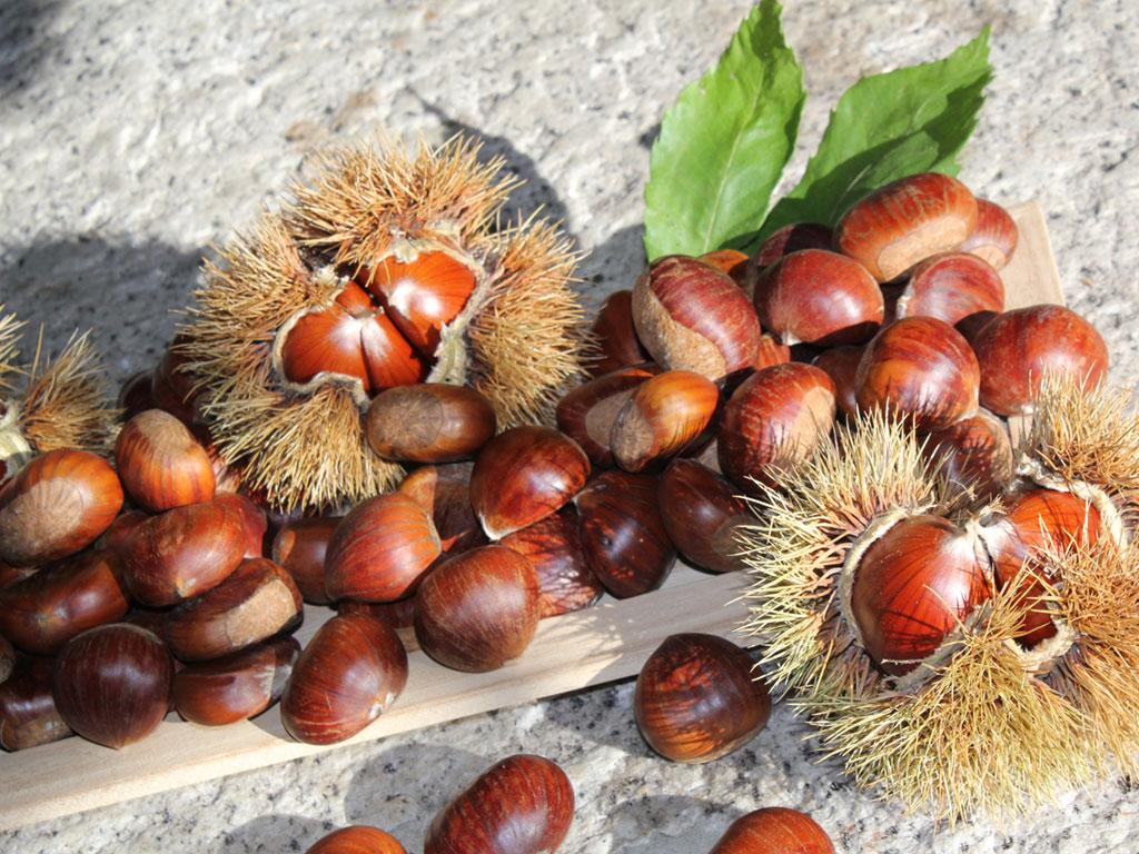 Image 4 - Ticino for you