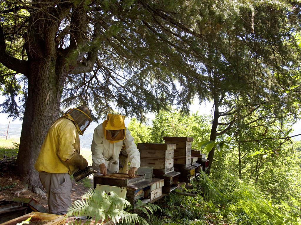 Image 4 - Besuch und Honigverkostung am Bienenstand 