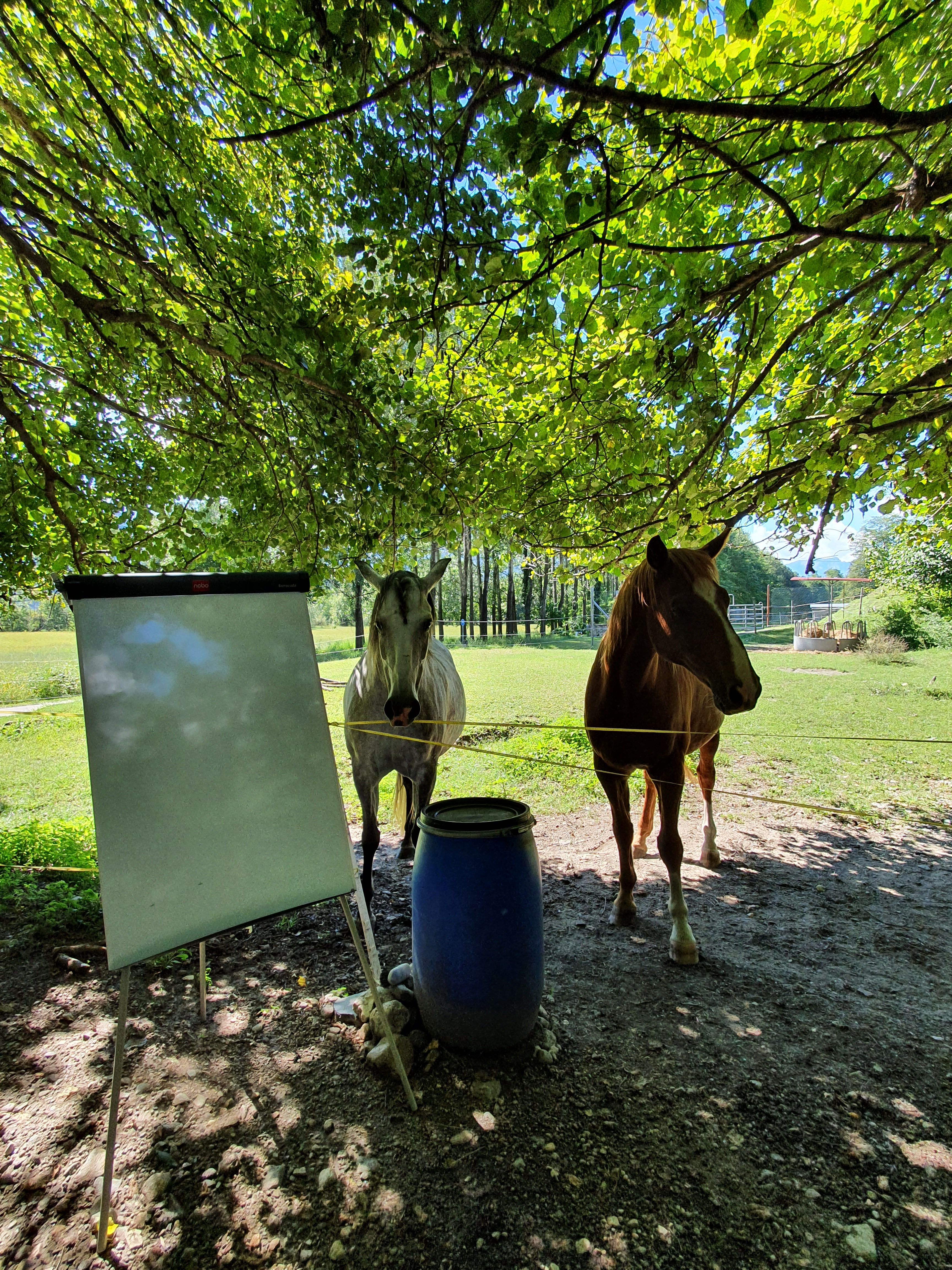 Image 2 - Group outdoor training: be inspired by the horse’s sensitive power