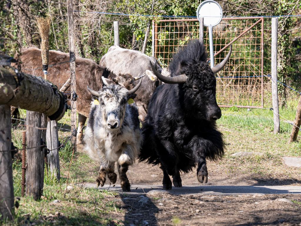 Image 5 - Agriesperienza - Azienda Agarta