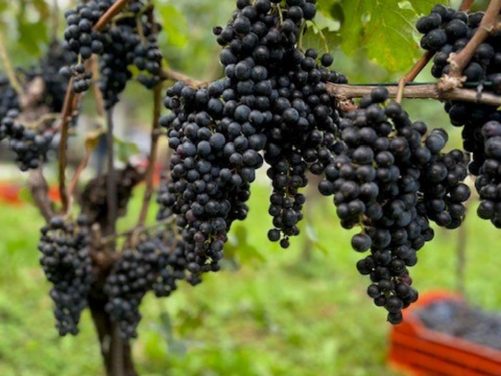 Image 2 - Azienda Vitivinicola Bollani