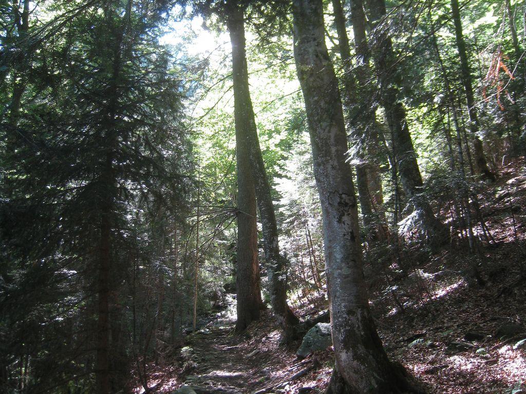 Image 2 - Waldreservat Arena