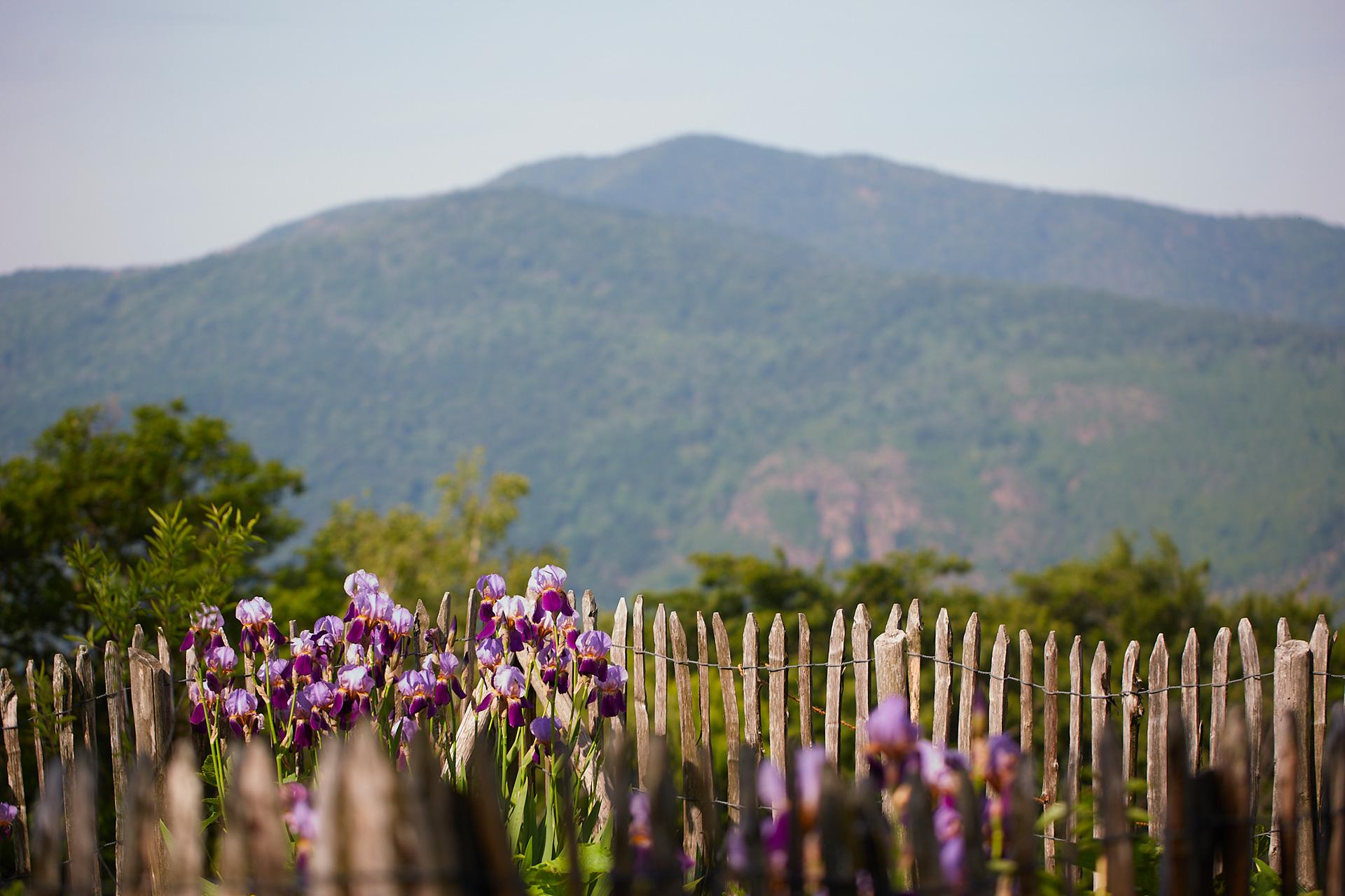 Image 9 - Ristorante Vicania