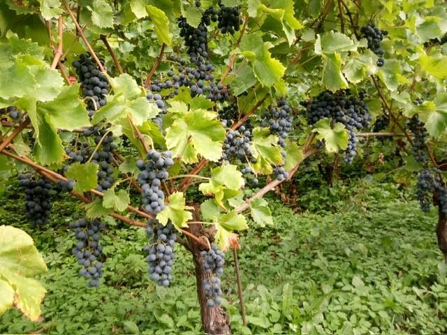 Image 4 - Azienda Vitivinicola Bollani